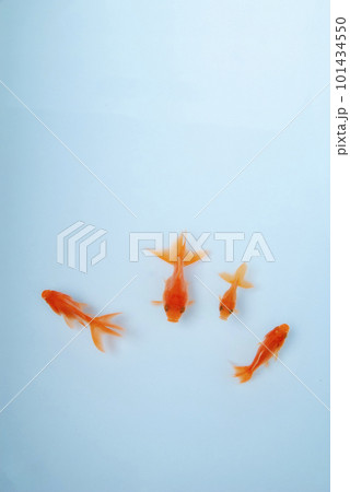 気持ちよさそうに泳ぐ金魚 101434550