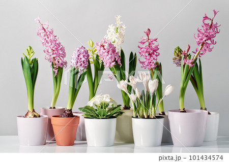 Several pink hyacinth flower plants potted at home garden on wooden table. Flowerhead in bloom. Spring morning at home. Mothers Day birthday Easter banner. Thank you. Crocus primrose Several pink hyacinth flower plants potted at home garden on wooden table. Flowerhead in bloom. Spring morning at home. Mothers Day birthday Easter banner. Thank you. Crocus primrose 101434574