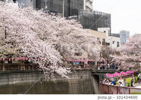 【東京都】桜満開の目黒川(3月) 【東京都】桜満開の目黒川(3月) 101434600