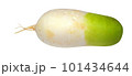 fresh radish 101434644
