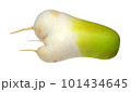 fresh radish 101434645