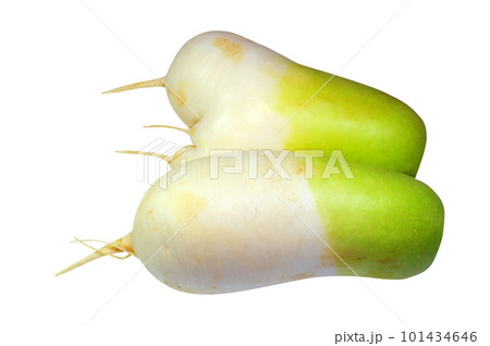 fresh radish 101434646