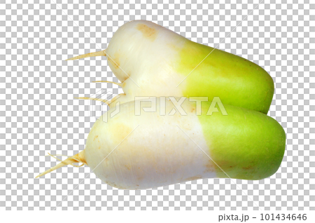 fresh radish 101434646