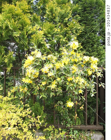 フェンスに絡んだ黄色の花のカロライナジャスミン フェンスに絡んだ黄色の花のカロライナジャスミン 101434837