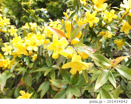 フェンスに絡んだ黄色の花のカロライナジャスミン フェンスに絡んだ黄色の花のカロライナジャスミン 101434842