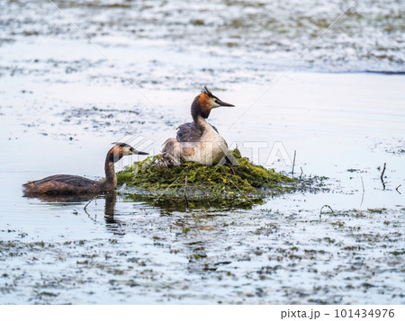 A pair of water birds, Great Crested Grebe, feeding chick at nest. A pair of water birds, Great Crested Grebe, feeding chick at nest. 101434976