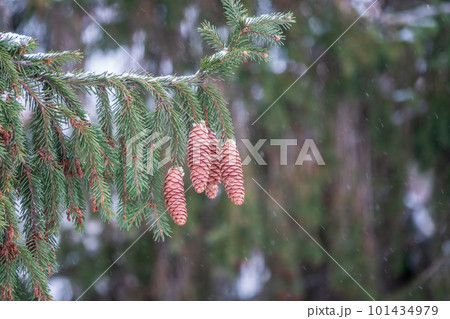 Green spruce branches with needles and cones in winter. Many cones on spruce. Green spruce branches with needles and cones in winter. Many cones on spruce. 101434979