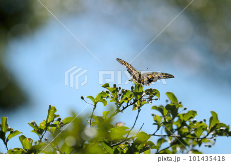 青空を背景に高いクロミノニシゴリ樹上に舞うアゲハチョウの力強い後ろ姿。 青空を背景に高いクロミノニシゴリ樹上に舞うアゲハチョウの力強い後ろ姿。 101435418