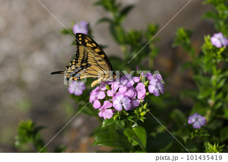淡い紫色のハマナデシコの花から吸蜜するキアゲハ蝶（マクロレンズ使用・屋外接写画像） 101435419