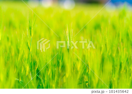 【初夏素材】初夏の青麦畑【長野県】 101435642