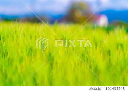 【初夏素材】初夏の青麦畑【長野県】 【初夏素材】初夏の青麦畑【長野県】 101435643