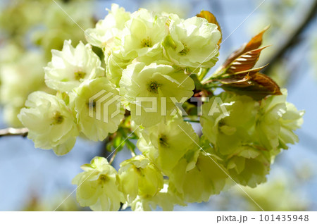 桜 信濃川・やすらぎ堤の鬱金桜 (うこんざくら) 101435948
