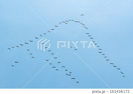 【渡り鳥の春の渡り:北帰行】群れで渡る鳥たちは、体力を使う先頭を入れ代わりながら、長距離を渡っていく 【渡り鳥の春の渡り:北帰行】群れで渡る鳥たちは、体力を使う先頭を入れ代わりながら、長距離を渡っていく 101436172