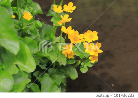 水辺の立金花（リュウキンカ） 101436232