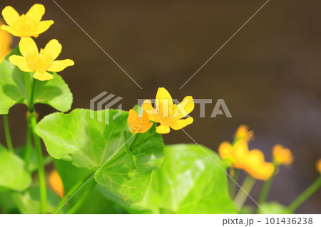 水辺の立金花（リュウキンカ） 101436238