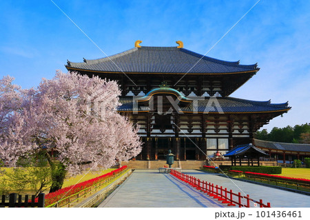 奈良県】桜が満開の東大寺大仏殿（奈良公園）の写真素材 [101436461
