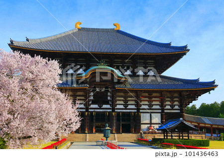 【奈良県】桜が満開の東大寺大仏殿（奈良公園） 101436463