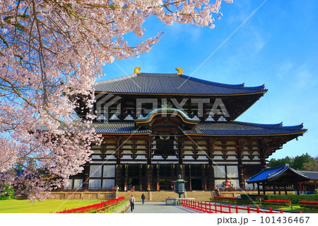 【奈良県】桜が満開の東大寺大仏殿(奈良公園) 【奈良県】桜が満開の東大寺大仏殿(奈良公園) 101436467