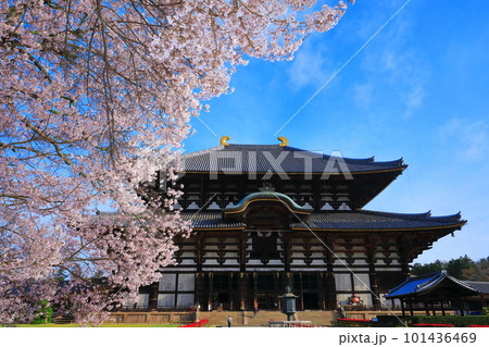 【奈良県】桜が満開の東大寺大仏殿（奈良公園） 101436469