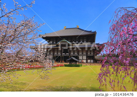 【奈良県】桜が満開の東大寺大仏殿（奈良公園） 101436476