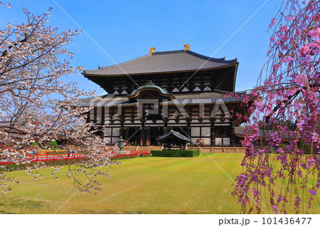 【奈良県】桜が満開の東大寺大仏殿（奈良公園） 101436477