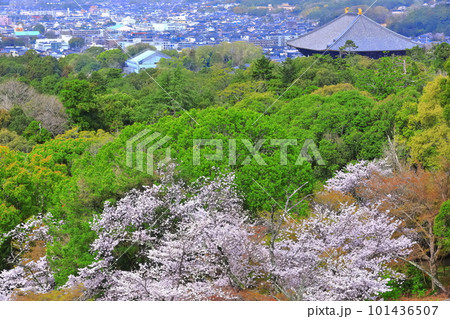 【奈良県】若草山から見た満開の桜と東大寺 101436507