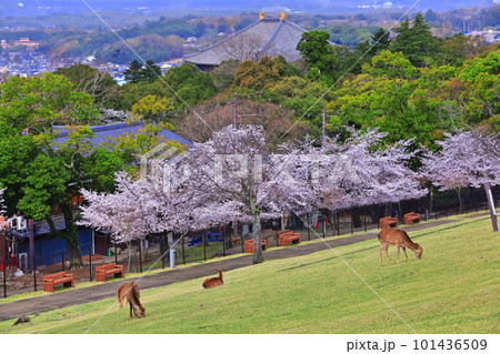 【奈良県】若草山の鹿と桜と東大寺 101436509