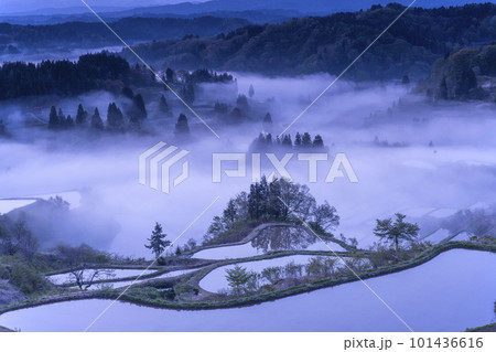 霧に佇む棚田の風景 101436616