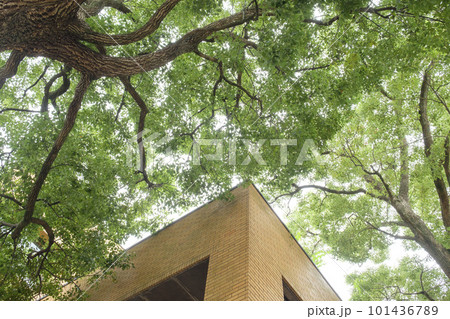 初夏のクスノ木の緑陰とレンガの建物 初夏のクスノ木の緑陰とレンガの建物 101436789