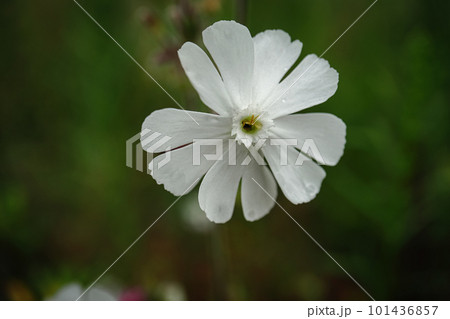 Silene latifolia white flower against blurred green grass background close up. One White Campion, five petaled wildflower. Silene latifolia white flower against blurred green grass background close up. One White Campion, five petaled wildflower. 101436857