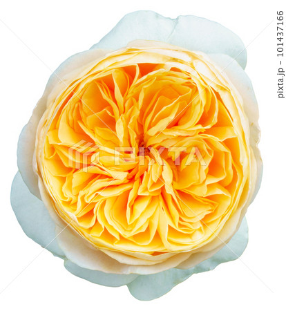 The color of the rose petals are yellow and white. Juliet. The color of the rose petals are yellow and white. Juliet. 101437166