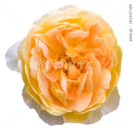 The color of the rose petals is yellow aand white. Charlotte. The color of the rose petals is yellow aand white. Charlotte. 101437169