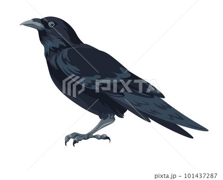 Large black bird, crow or raven avian animals Large black bird, crow or raven avian animals 101437287