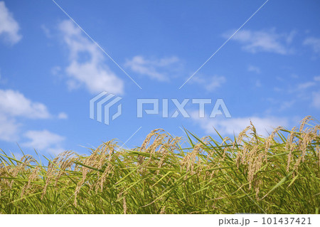 黄金色の秋の田んぼの稲穂と青空 101437421