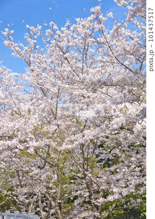 青空に映える満開の桜 青空に映える満開の桜 101437517