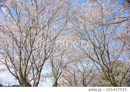 桜のある風景 101437535