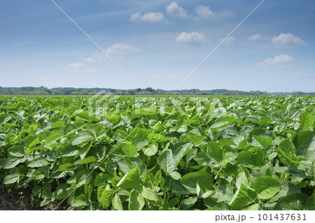 夏の大豆畑　 101437631