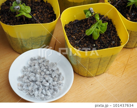 綿の発芽 綿の発芽 101437634
