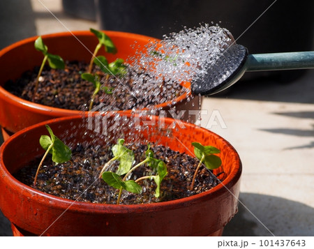 綿の育苗・水遣り 綿の育苗・水遣り 101437643