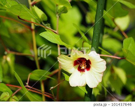 綿の花 綿の花 101437646