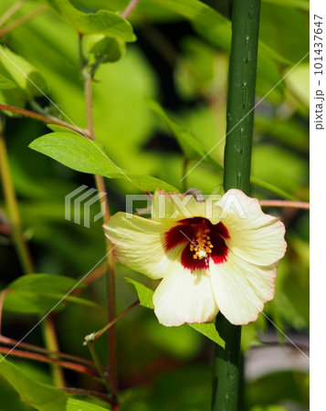 綿の花 101437647