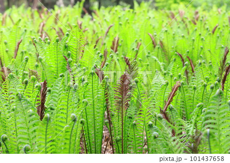 群生する草蘇鉄（クサソテツ） 101437658
