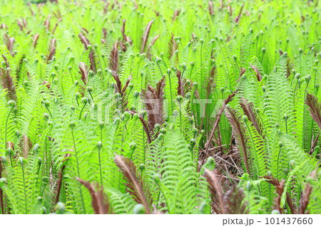 群生する草蘇鉄（クサソテツ） 101437660