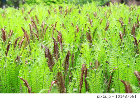 群生する草蘇鉄（クサソテツ） 101437661