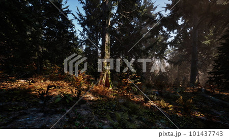 Sunlight entering autumn coniferous forest on a misty morning Sunlight entering autumn coniferous forest on a misty morning 101437743