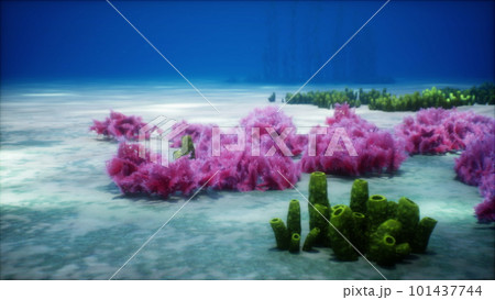 Purple and pink soft corals and red sponges Purple and pink soft corals and red sponges 101437744