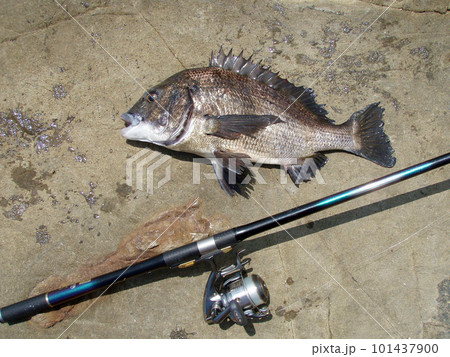 良型クロダイと磯上物釣り用のリールと竿のを並べて撮った晴天の画像。 101437900