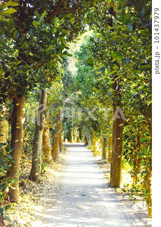 沖縄-福木並木小道-10 101437979