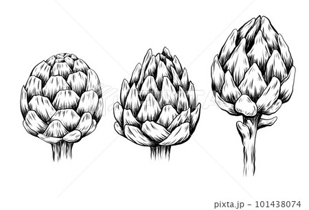 Vector set of sketch hand drawn artichokes isolated from background. Collection of monochrome drawing head of cabbage healthy vegetables 101438074