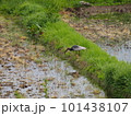 田んぼの土手で餌を探すトキ 101438107